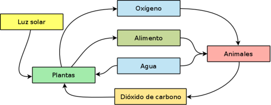 diagrama básico de un ecosistema